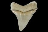Serrated, Fossil Megalodon Tooth - Aurora, North Carolina #179784-1
